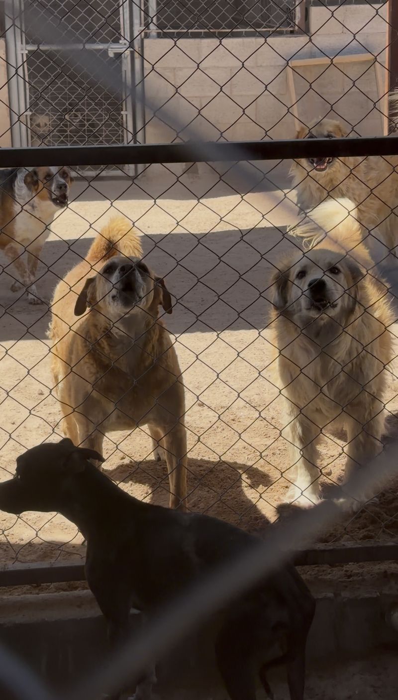 A group of stray dogs gathered at a shelter fence, fed and cared for by our program