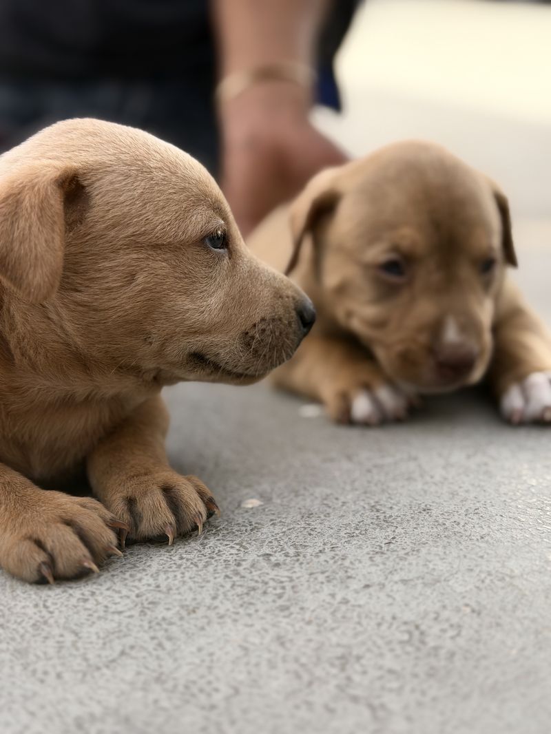 Two rescued puppies resting together after being taken in by our animal welfare program